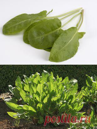 Блюда из щавеля снижают уровень вредного холестерина | Продукты и напитки | Кухня | Аргументы и Факты