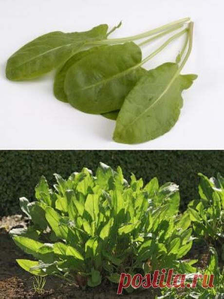 Блюда из щавеля снижают уровень вредного холестерина | Продукты и напитки | Кухня | Аргументы и Факты