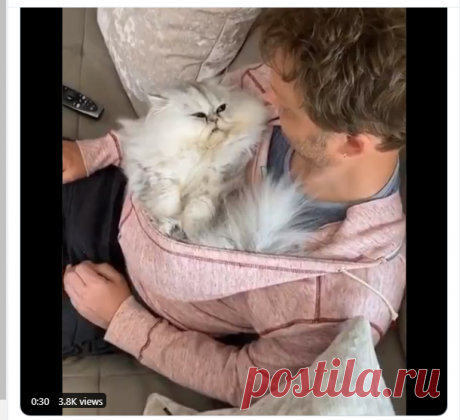 Meowed on Twitter: &quot;From eric_and_ollie_ Very lazy Wednesday #meowed #meowedofficial #TheMeowedClub https://t.co/vqSmK6l8Ab&quot; / Twitter