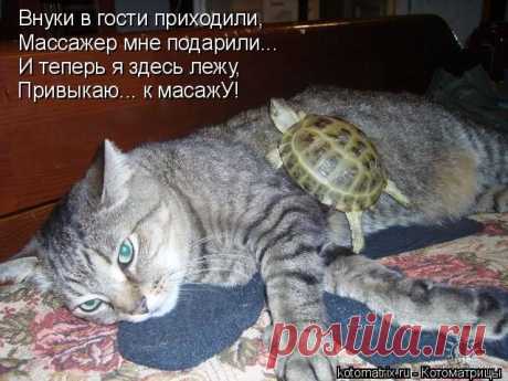 Забавные животные