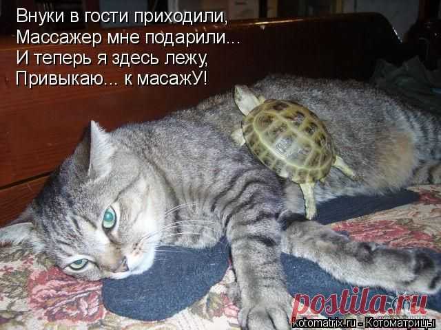 Забавные животные