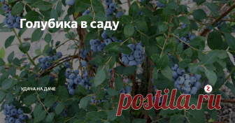 Голубика в саду Голубика - это листопадный кустарник, высота которого примерно 1-2 м  во взрослом состоянии.  Кусты голубики по своей форме не густые, цветут колокольчатыми цветами, а ягоды созревают круглыми и слегка приплюснутыми с виду и по вкусу похожими на крупные черничины. Ягоды растут гроздьями, созревают в конце июля - начале августа. Считается, что голубика пришла к нам из Северной Америки, но это касае