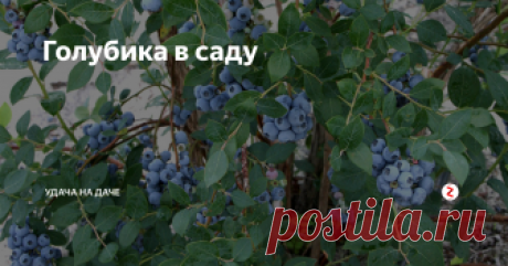 Голубика в саду Голубика - это листопадный кустарник, высота которого примерно 1-2 м  во взрослом состоянии.  Кусты голубики по своей форме не густые, цветут колокольчатыми цветами, а ягоды созревают круглыми и слегка приплюснутыми с виду и по вкусу похожими на крупные черничины. Ягоды растут гроздьями, созревают в конце июля - начале августа. Считается, что голубика пришла к нам из Северной Америки, но это касае