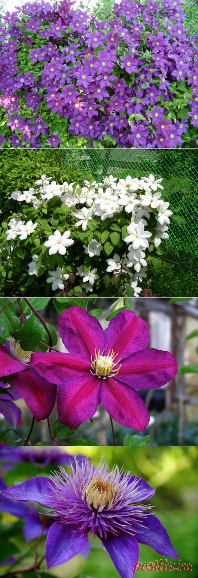 Клематисы: посадка, уход, виды.