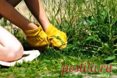 КАК УДАЛИТЬ СОРНЯКИ С ГРЯДОК НАВСЕГДА