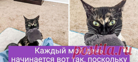 20 уморительных доказательств того, что в каждом питомце живет маленький анархист