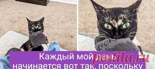 20 уморительных доказательств того, что в каждом питомце живет маленький анархист