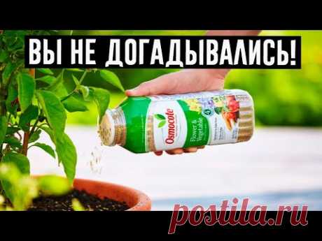 Оживят даже сухие кусты: 10 подкормок для комнатных цветов!