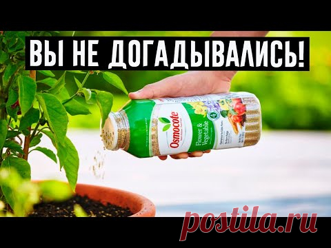 Оживят даже сухие кусты: 10 подкормок для комнатных цветов!