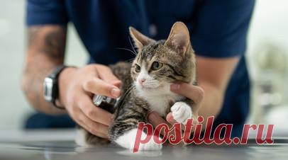 Ветврач Уражевский рассказал о признаках бешенства у животных. Ветеринарный врач, президент Союза кинологических организаций России Владимир Уражевский заявил, что среди признаков бешенства у животных — водобоязнь, агрессия, повышенное слюноотделение. Питомец может забиться в угол, вести себя непривычно. Читать далее