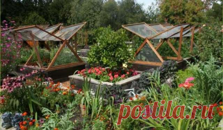 Десять копеечных аптечных средств, которые творят чудеса в огороде и цветнике — Домашние