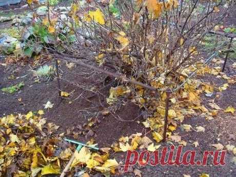 ПОСЛЕДНЯЯ ОСЕННЯЯ ОБРАБОТКА КРЫЖОВНИКА, СМОРОДИНЫ И ПЛОДОВЫХ ДЕРЕВЬЕВ 
Сохраните, чтобы не потерять! 
 
Обработка ягодников осенью - необходимые мероприятия, которые помогут защитить кусты смородины, крыжовника, да и всего сада в целом, от весеннего нашествия насекомых-вредителей. Готовясь к зиме, вредители ищут себе укрытие под корой, в опавшей листве, в засохших побегах. И очень важно уже сейчас провести химическую обработку против вредителей и их личинок. 
 
Какие меры ...