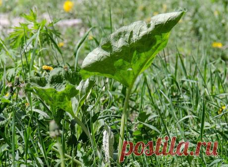 Как избавиться от сорняков на даче | Выживи сам