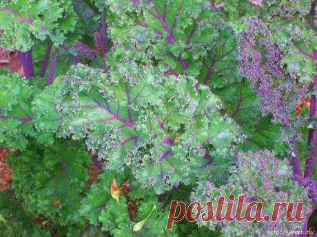 Капуста Кале (Кэйл). Польза, выращивание, видео