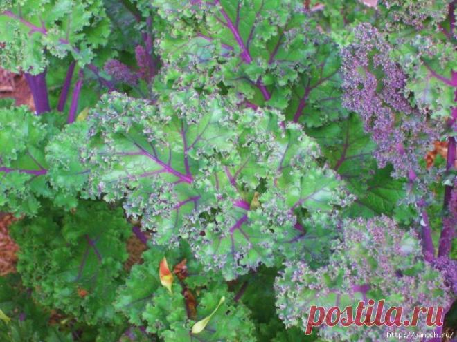 Капуста Кале (Кэйл). Польза, выращивание, видео