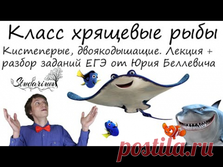 Класс хрящевые рыбы. Акулы. Двоякодышащие, кистеперые. Лекция и разбор заданий ЕГЭ от Юрия Беллевича