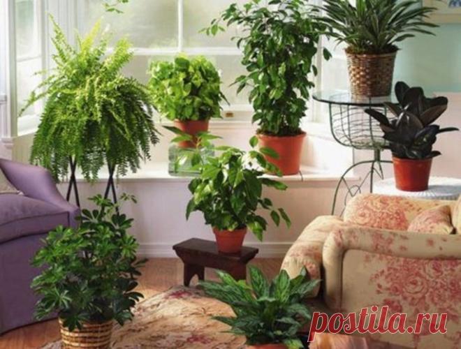 Хотите роскошный цветник в квартире? Тогда запоминайте секретики. Секрет роскошного комнатного цветника прост: растения нужно хорошо подкармливать, иначе не дождаться ни пышной листвы, ни хорошего цветения. Жесткая «диета», когда растение длительное время испытывает нехватку питательных веществ,...