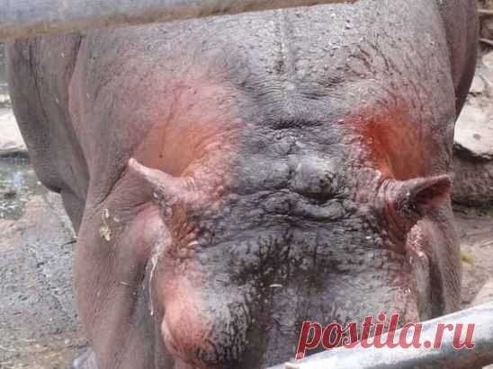 Когда гиппопотам расстроен, его пот становится красным.