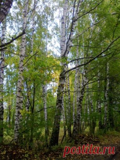 Хрустящим шорохом тропинки
Войду в осенний тихий лес...
Здесь ветер бьётся в паутинке,
И слышен речки лёгкий плеск...
Здесь Осень в разноцветном платье
По листьям радостно скользит,
И, словно вышивая гладью,
Картинки дивные творит!
Берёзка в яркой позолоте,
В багрянце клён до самых «пят»
Под солнцем в сладостной дремоте
На «пяльцах» Осени горят…
В росинках солнышко играет,
А Осень жмурится смешно,
Листочки ветром обрывает 
И кружит в танце их легко…
В восторге просто замираешь
И в плен сдаёш