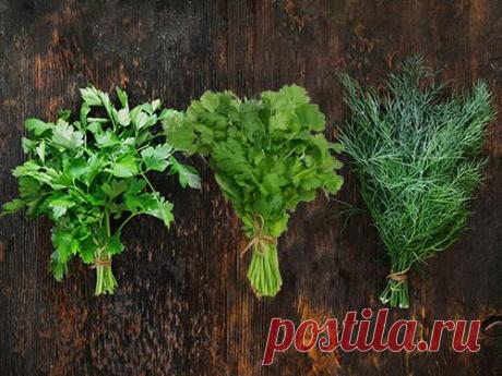 Как сохранить зелень свежей и красивой надолго | Полезные советы