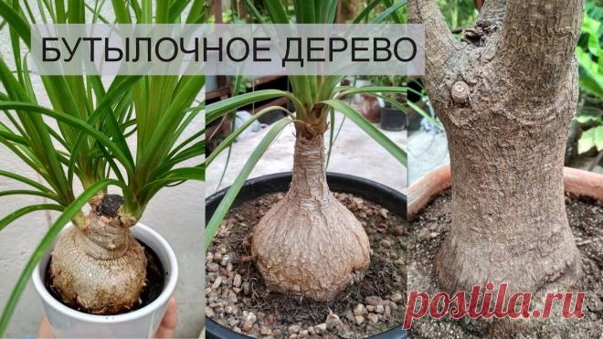 НОЛИНА (БОКАРНЕЯ) УХОД В ДОМАШНИХ УСЛОВИЯХ 🌱 БУТЫЛОЧНОЕ ДЕРЕВО Нолина (Nolina) или Бокарнея (Beaucarnea)Естественный ареал произрастания юг США и Мексика. Листья у нолины узкие, довольные длинные с заостренными концами с...