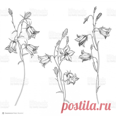 🦋🌶 Эскизы для вышивки: полевые цветы