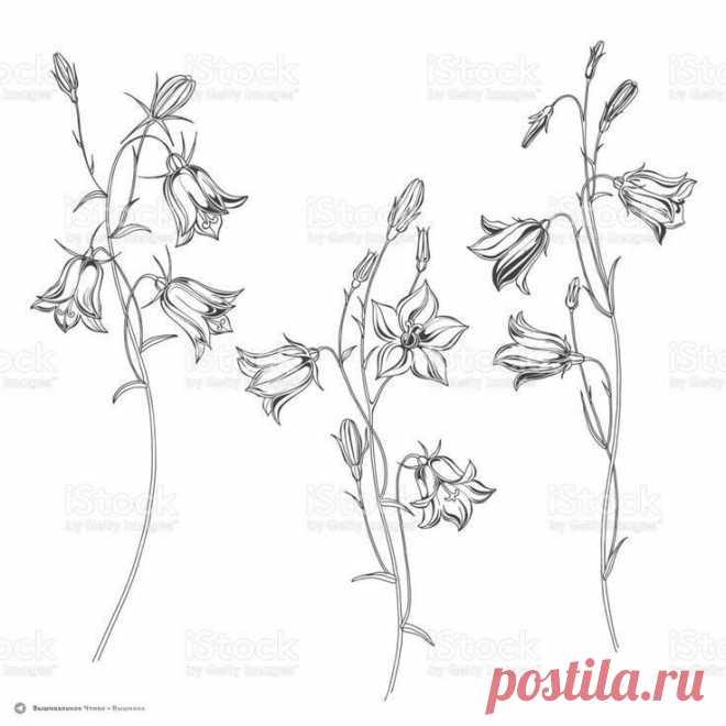 🦋🌶 Эскизы для вышивки: полевые цветы