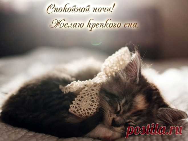 Приятных снов! Спокойной ночи
Тебе желаю от души.
Пусть сны, которые увидишь,
Будут лишь радостью полны.