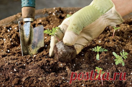 Какой грунт лучше: покупной или садовый? - важные моменты, которые помогут определиться с выбором земли для рассады | Design-homes.ru | Пульс Mail.ru