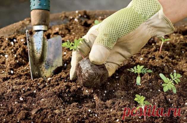 Какой грунт лучше: покупной или садовый? - важные моменты, которые помогут определиться с выбором земли для рассады | Design-homes.ru | Пульс Mail.ru