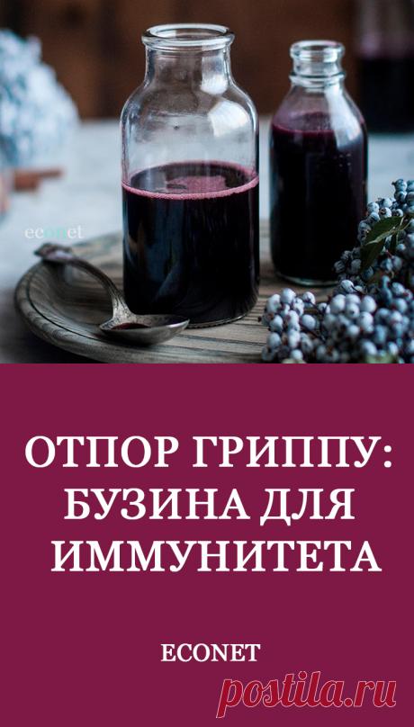 Отпор гриппу: бузина для иммунитета
Бузина известна еще с древности, косточки ее плодов находили во время археологических находок времен неолита. А уже в эпоху античности ее специально выращивали, чтобы получить цветы и плоды, которые использовали в лечебных целях.