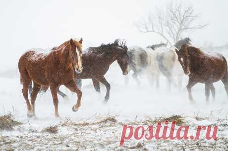 Метель - 
Избранные фотографии - 
фотографии 
Автор: Lepestok