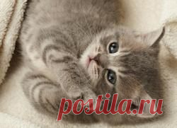 Чем кормить котёнка 1 1,5 2 3 месяца / месячного котёнка / сколько кормить котёнка | Кошки и их игры