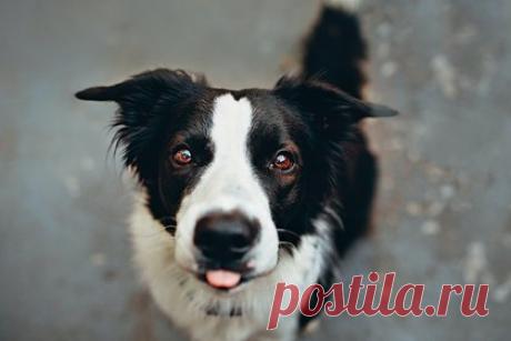 В Краснодарском крае откроется первый муниципальный приют для животных. В Краснодарском крае появится первый муниципальный приют для животных — он откроется в Хостинском районе Сочи. Об этом сообщил мэр города Алексей Копайгородский. По словам градоначальника, в настоящее время на территории возводится административный корпус, ветеринарный пункт, манеж-приемная и складские помещения.