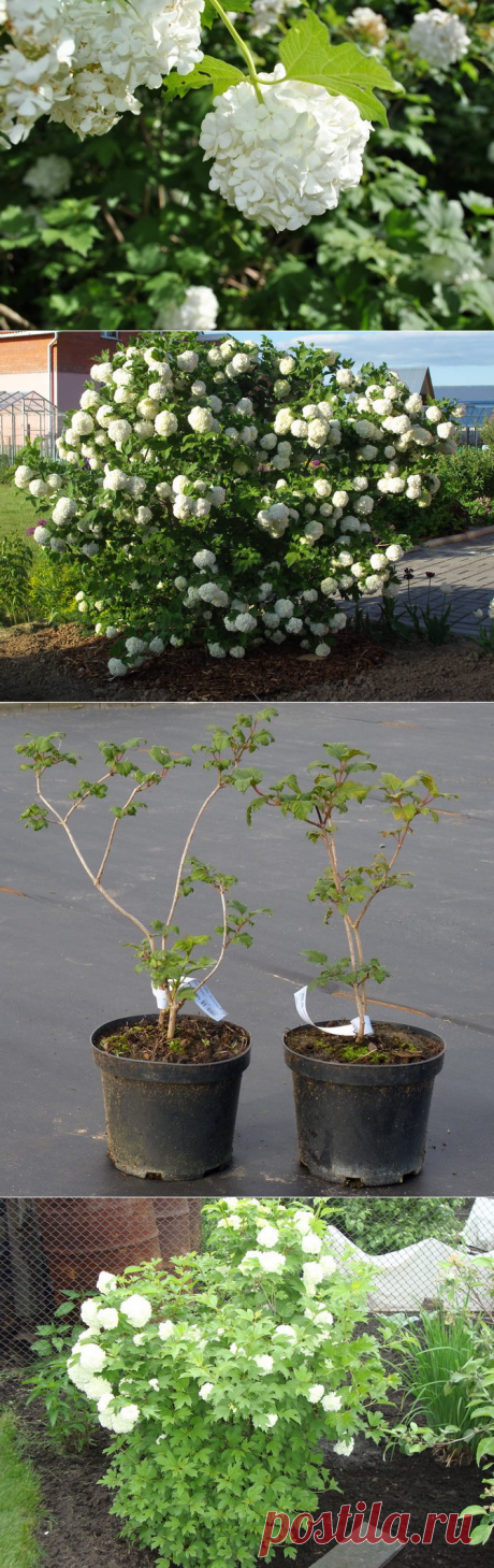 Особенности выращивания декоративной калины Бульденеж