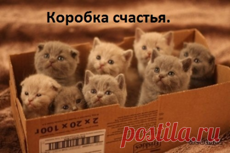 Коробка счастья.