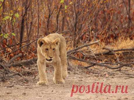 Lions in Africa: Endangered king
