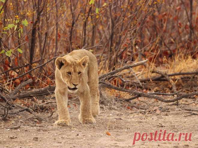 Lions in Africa: Endangered king