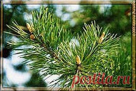 Хороший настрой – и беда прошла стороной | Друг пенсионера
Нельзя начинать лече­ние с грустью и обреченностью. Не даст оно никакого эффекта. Я считаю так: раз организм сам может произве­сти болезнь, значит, он сам с ней мо­жет и справиться.