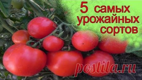 Самые урожайные томаты 2017 года (лучшие сорта томатов).