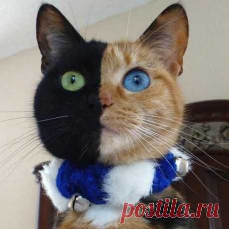 Химера | Kote.Rjaka.com
