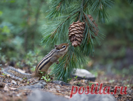 Яндекс.Фотки