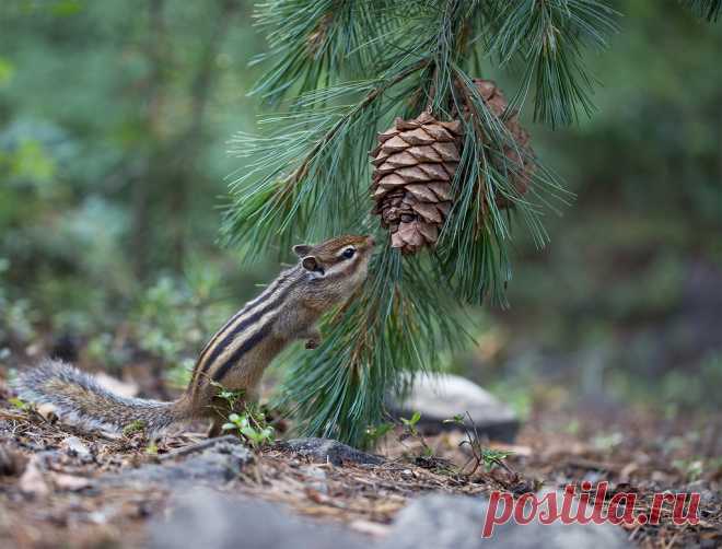 Яндекс.Фотки