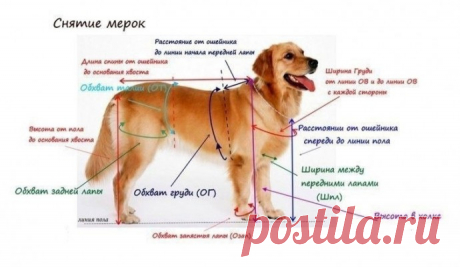 Тёплые вещи для собак