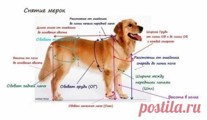 Тёплые вещи для собак