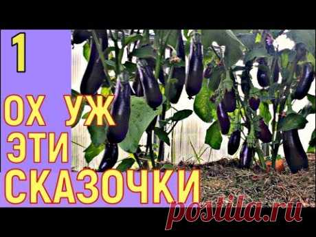 МИФЫ О ВЫРАЩИВАНИИ БАКЛАЖАНОВ в теплице - YouTube
