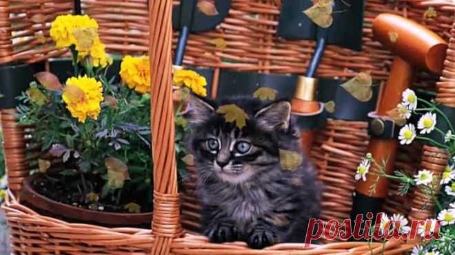 ЭТИ ЗАБАВНЫЕ КОТЯТА...