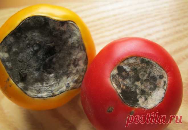 Вершинная гниль томатов: какое лечение помидоров, почему гниют зеленые плоды, описание, видео