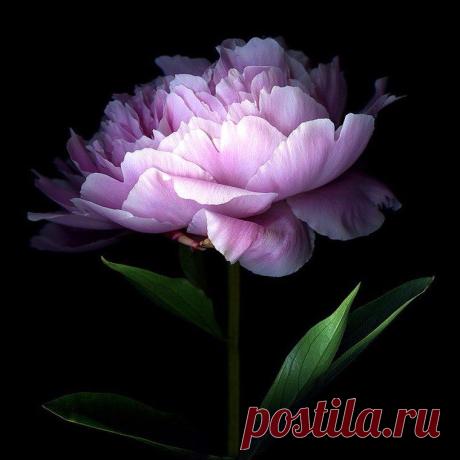 Цветы Magda Indigo - Ярмарка Мастеров - ручная работа, handmade