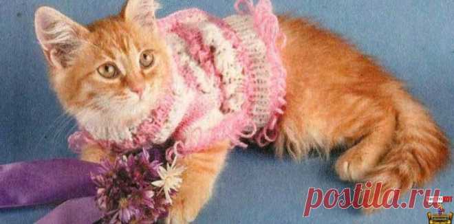 Одежда для котят - Ажурная кофточка - Чисто КОТ